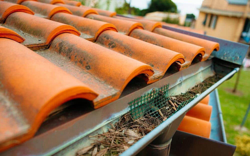 Gutter cleaning in Belrose — pine needles caught in a mesh gutter guard on a terracotta tile roof